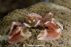 found in Lembeh; d200 by Thomas Lueken 